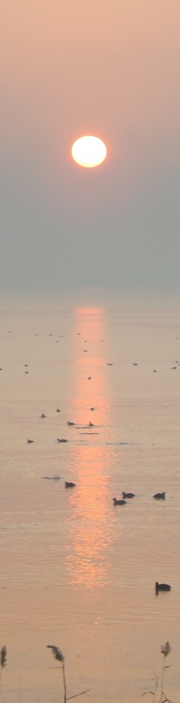 团泊湖的早晨